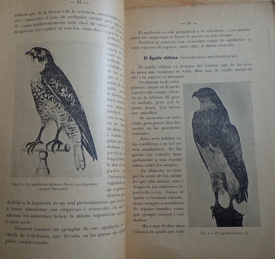 Carlos S. Reed. Las aves chilenas : consideradas muy especialmente desde el punto de vista biológico 