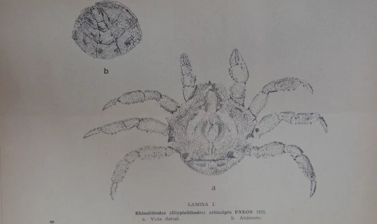 Museo nacional de historia natural. Noticiario mensual. 