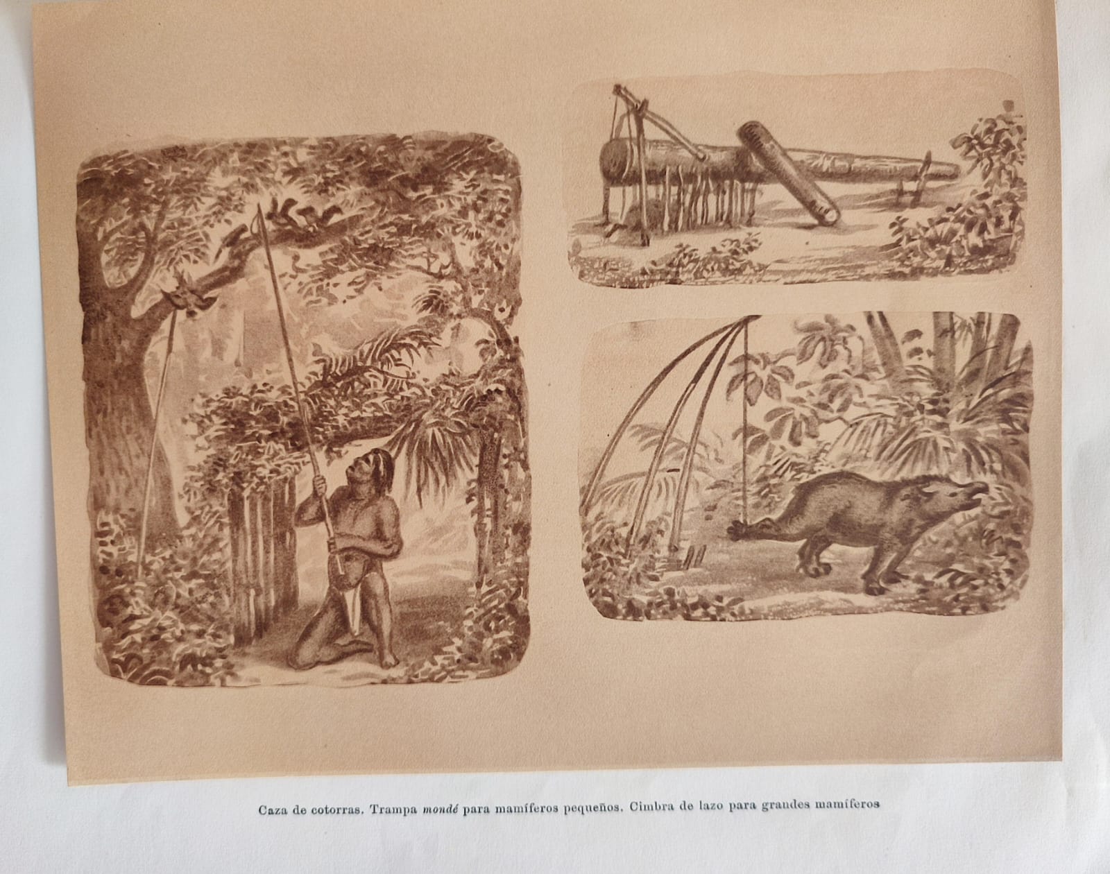 Milcíades Alejo. Anales del Museo de la Ciudad de Eva Perón, Sección Antropología N°2. Aportes iconográficos a usos y costumbres  de los indios Caingua. 