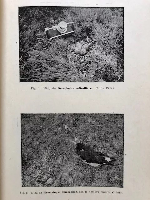 Philippi; Jhonson; Goodall; Behn. Aves Magallanes Tierra del Fuego