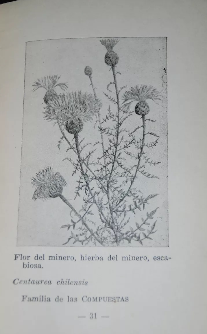 Carlos Muñoz Pizarro. El desierto florido