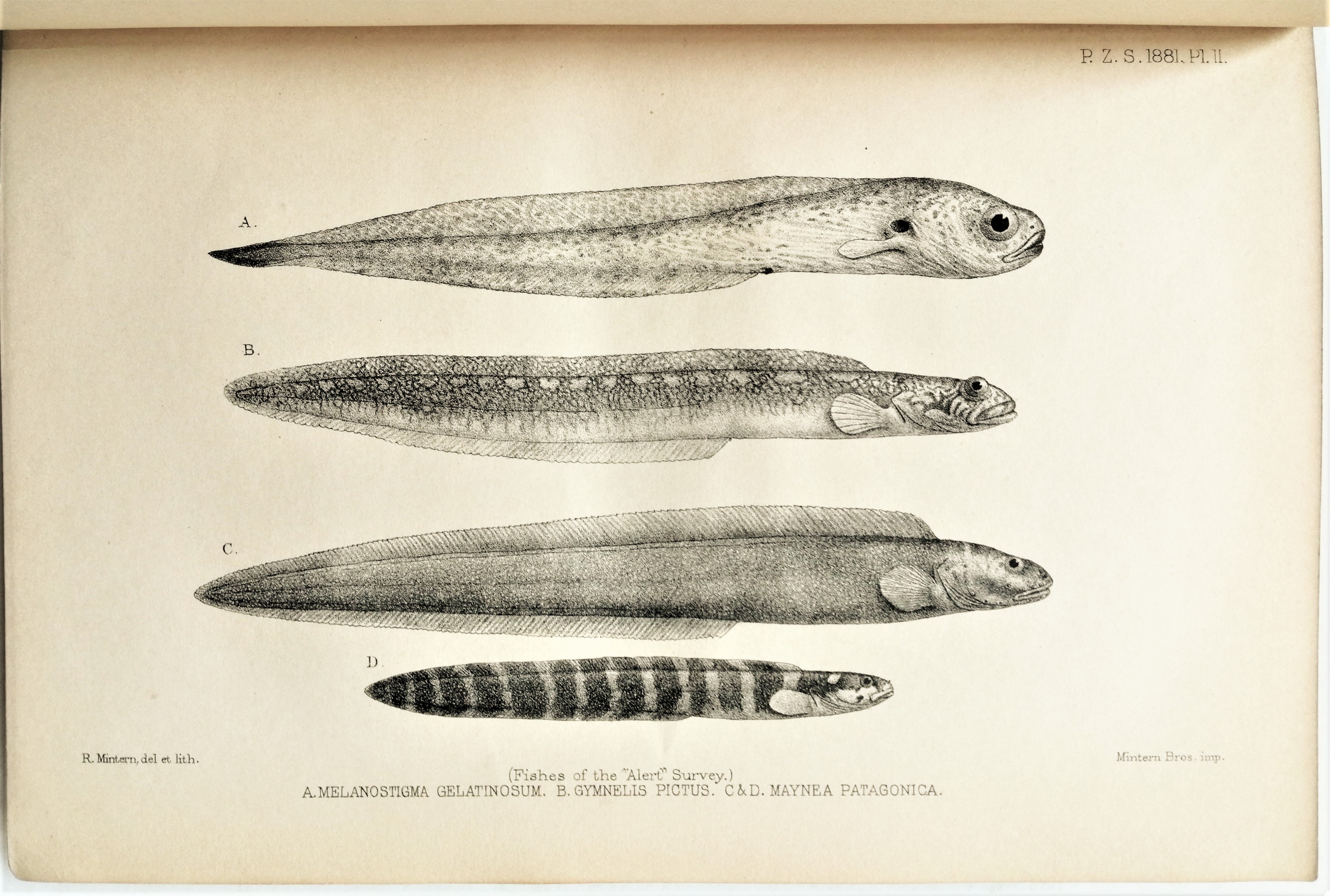 Alberto Gunther - Account of the Zoological Collections made during the Survey of H.M.S. ‘Alert’ in the Straits of Magellan and on the Coast of Patagonia