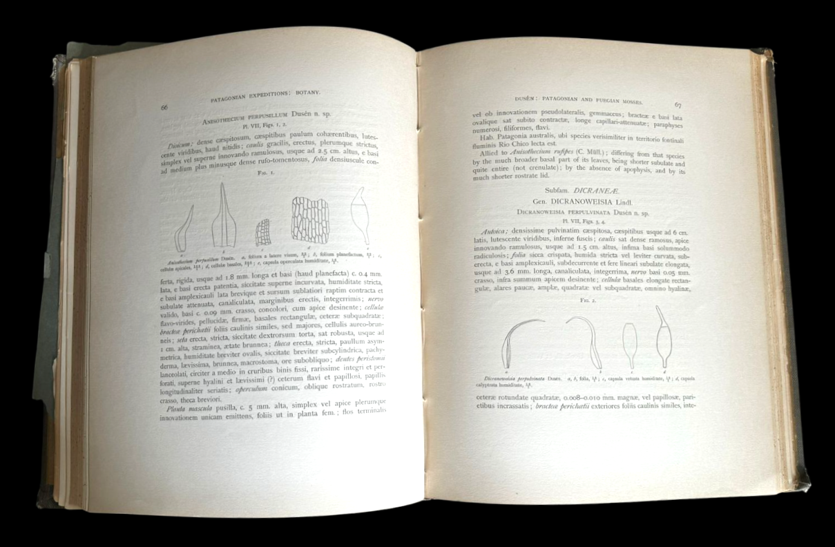 William B. Scott (ed.).	Reports of the Princeton University Expedition to Patagonia, 1896-1899.  Vol. VIII: Botany