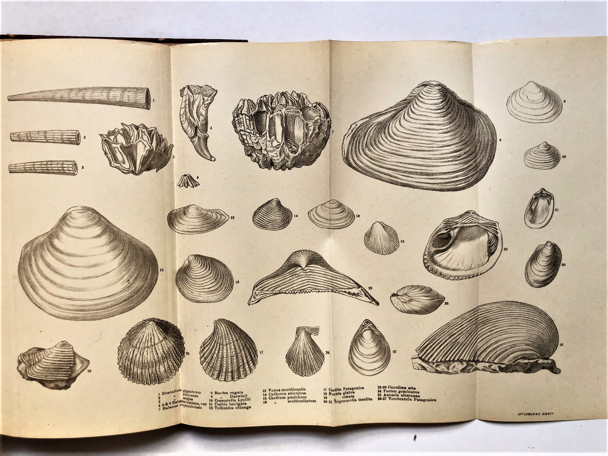 Charles Darwin - Geología de la América Meridional