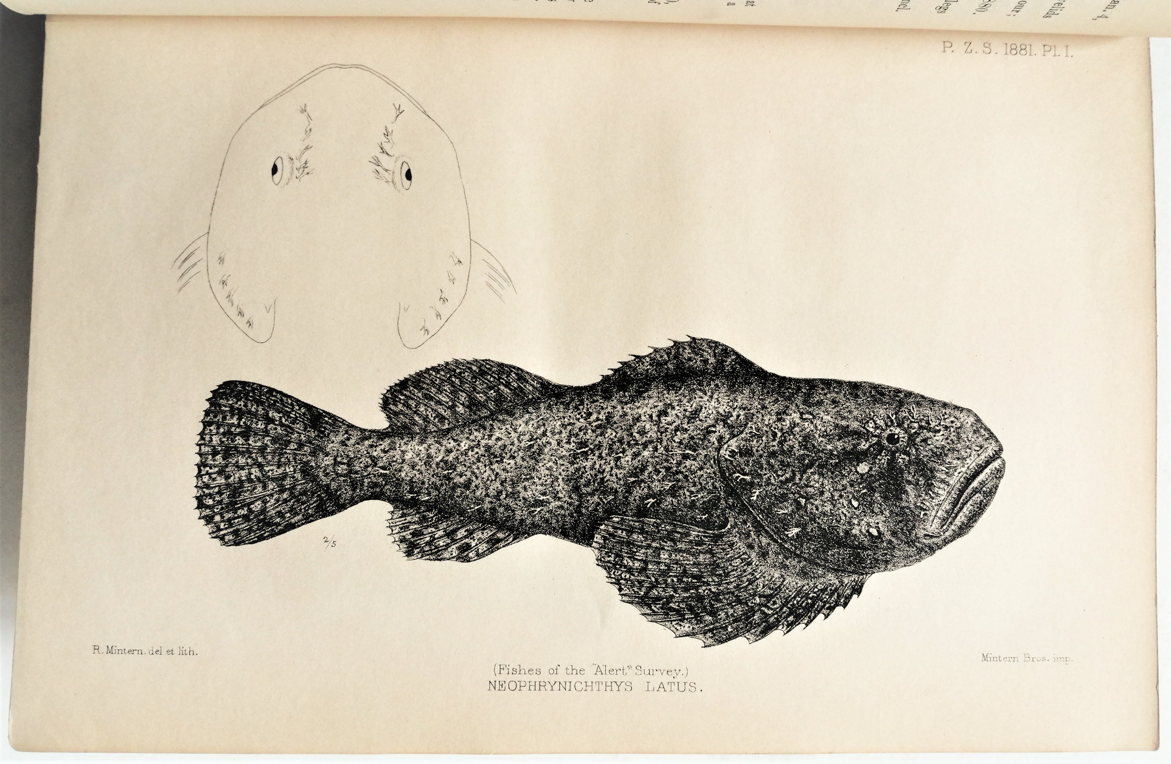 Alberto Gunther - Account of the Zoological Collections made during the Survey of H.M.S. ‘Alert’ in the Straits of Magellan and on the Coast of Patagonia