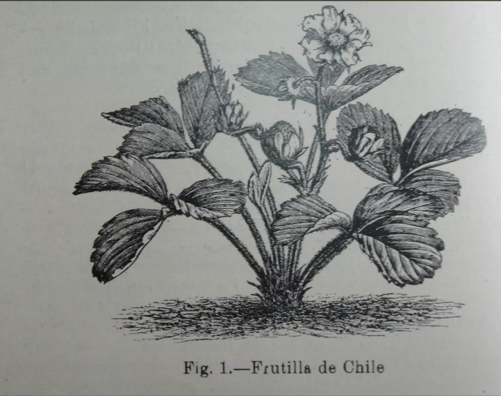 Luis Pray T. Cultivo de la frutilla en Chile : memoria de prueba 