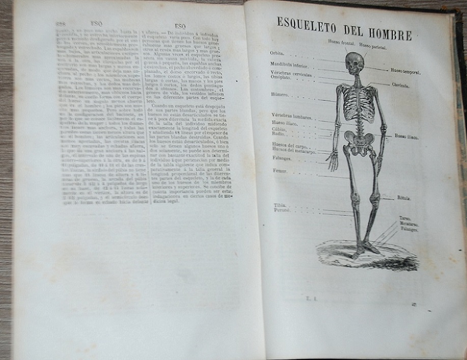 Diccionario de medicina : cirugía, farmacia, medicina legal, física, química, botánica, mineralogía, zoología y veterinaria