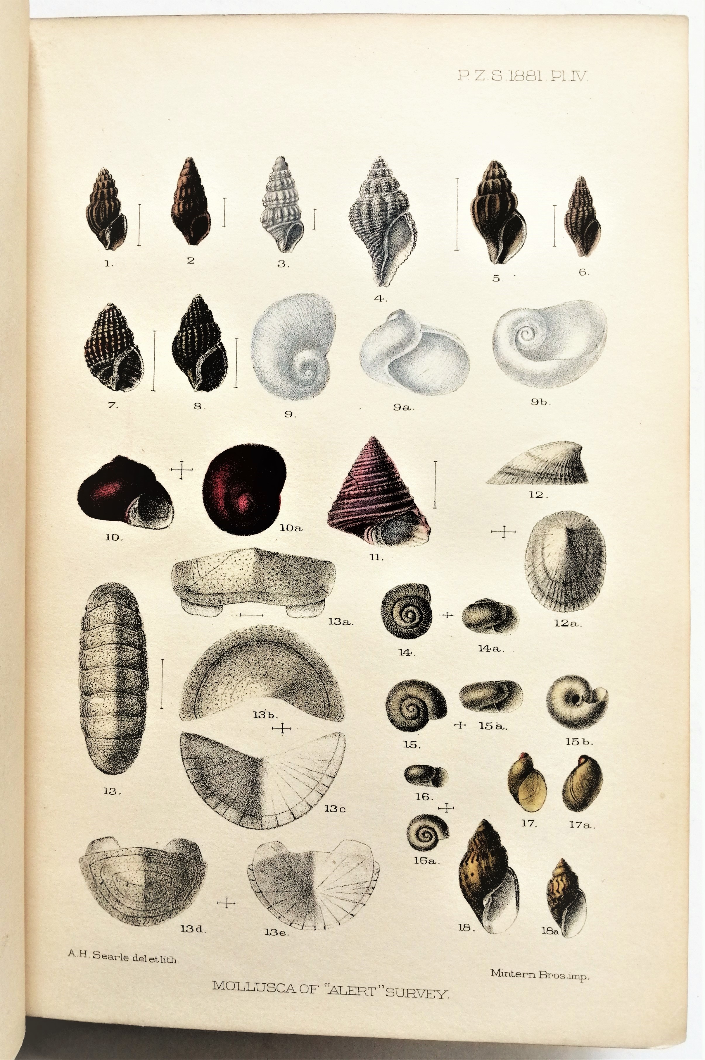 Alberto Gunther - Account of the Zoological Collections made during the Survey of H.M.S. ‘Alert’ in the Straits of Magellan and on the Coast of Patagonia