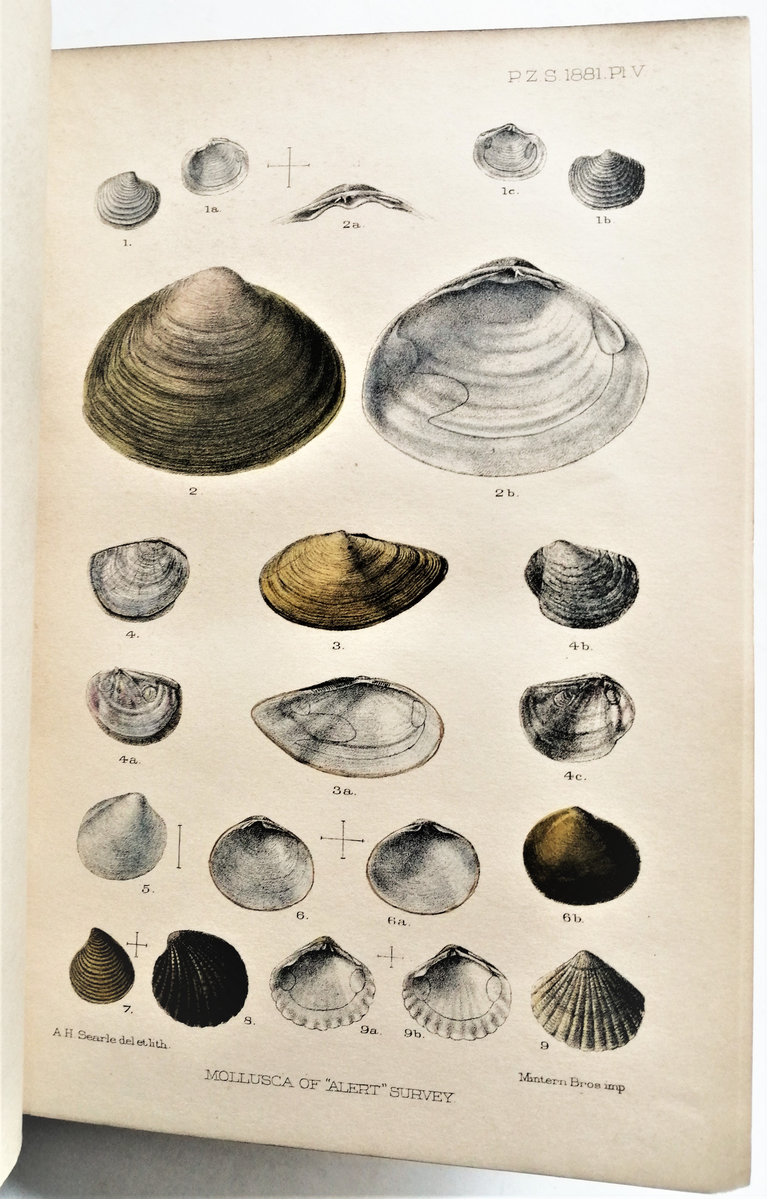 Alberto Gunther - Account of the Zoological Collections made during the Survey of H.M.S. ‘Alert’ in the Straits of Magellan and on the Coast of Patagonia