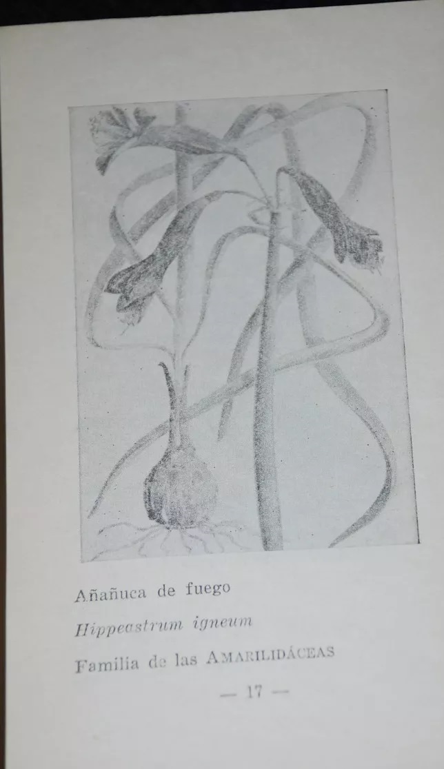 Carlos Muñoz Pizarro. El desierto florido