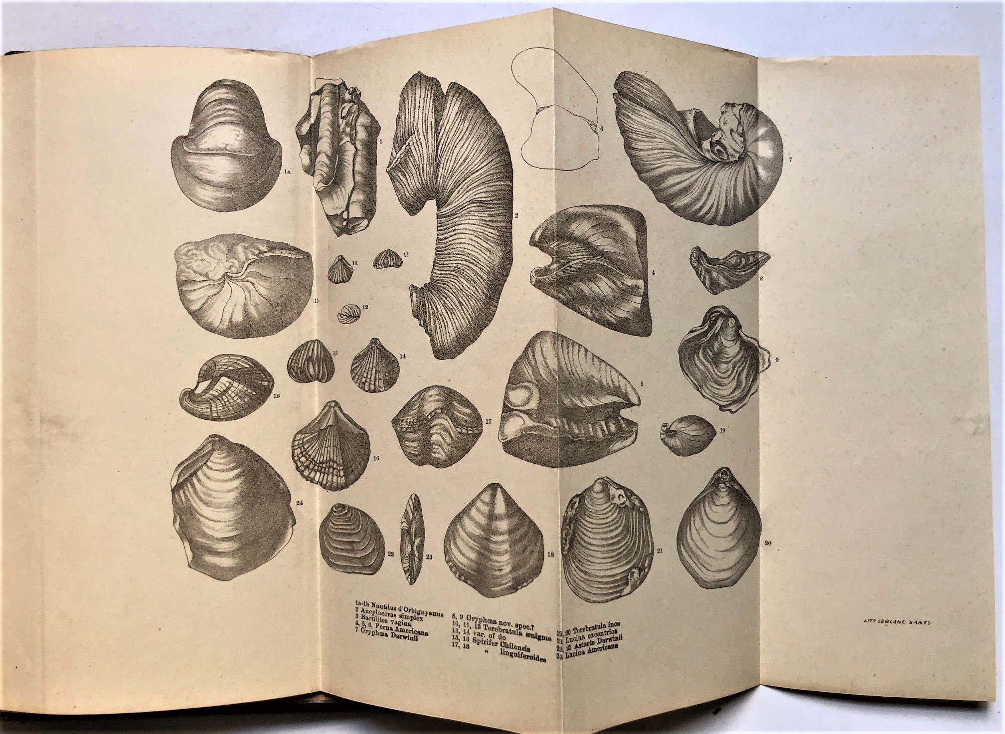 Charles Darwin - Geología de la América Meridional