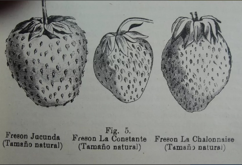 Luis Pray T. Cultivo de la frutilla en Chile : memoria de prueba 