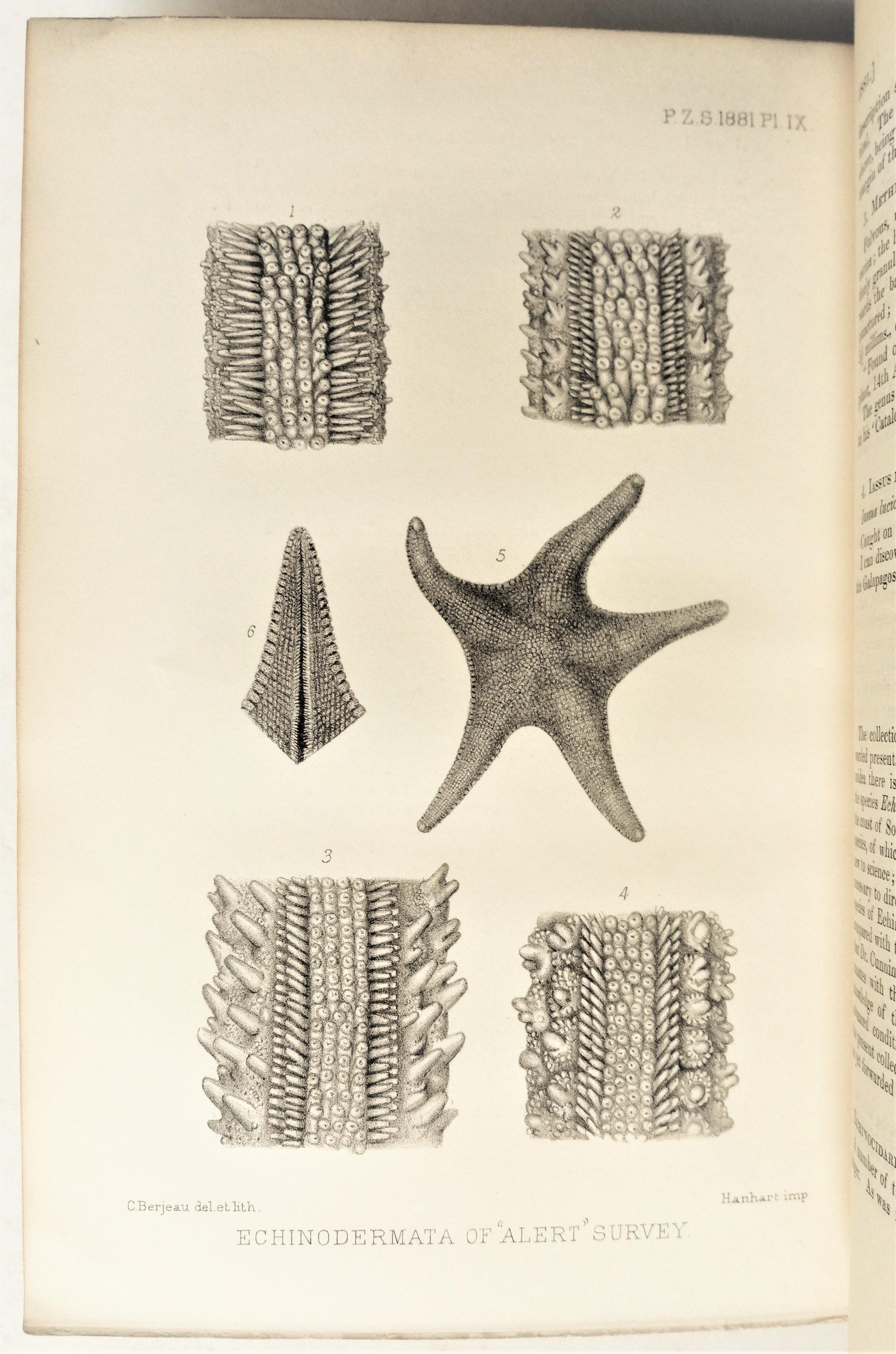 Alberto Gunther - Account of the Zoological Collections made during the Survey of H.M.S. ‘Alert’ in the Straits of Magellan and on the Coast of Patagonia